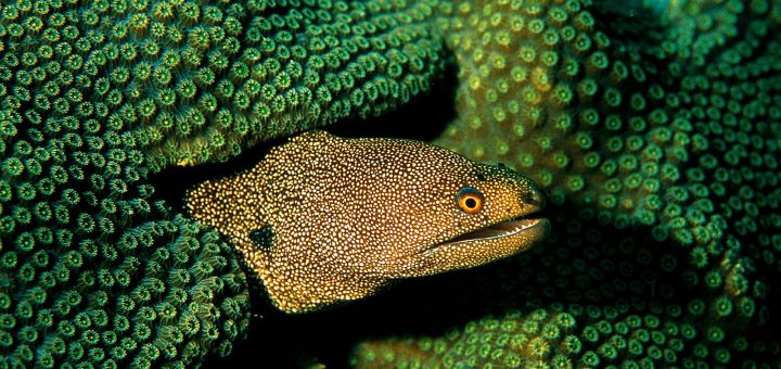 These meek creatures resort to peek in the outside world with just their heads out of the hiding place