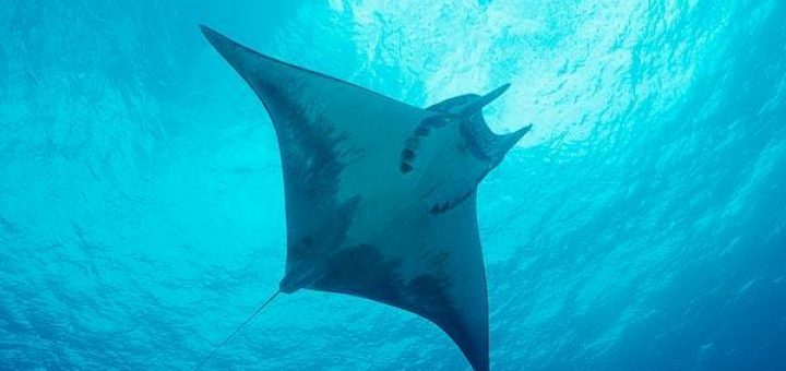 Mobula ray is one of the fascinating varieties of rays found in the warm waters of Costa Rica and is often confused with the devil ray because of its two projecting horns.