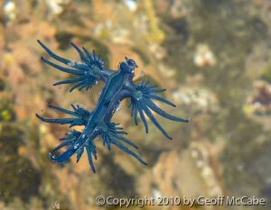 Nudibranch - Photo by Geoff McCabe