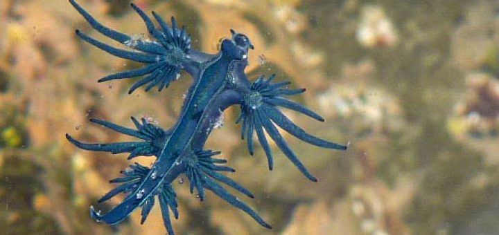 Nudibranch - Photo by Geoff McCabe