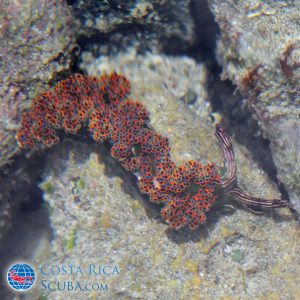 Nudibranch Costa Rica - Photo by Geoff McCabe