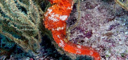 Pacific Seahorse in Costa Rica