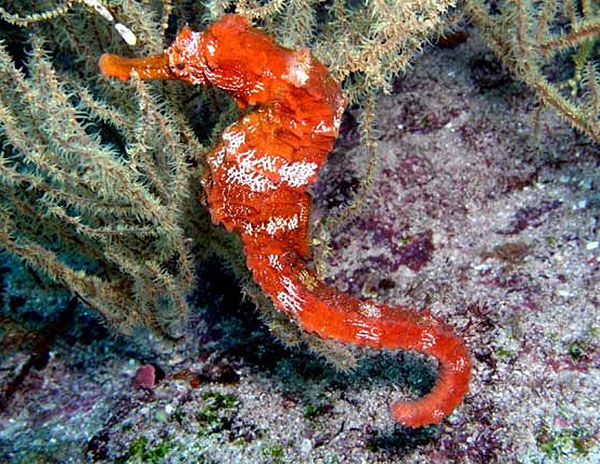 Pacific Seahorse in Costa Rica