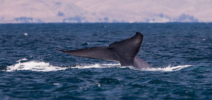 Blue Whale Tail