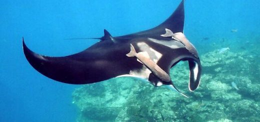 Manta Ray in Costa rica