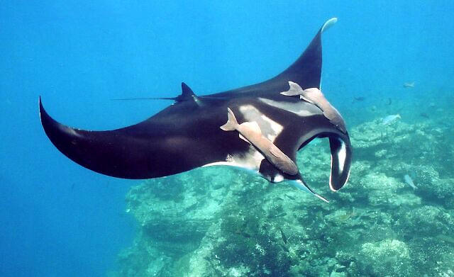 Manta Ray in Costa rica