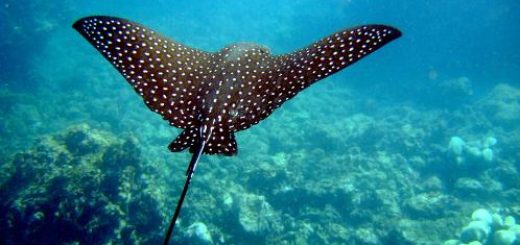 Eagle rays are spotted easily by Montezuma divers because of their patterned, dotted and sometimes ring-patterned body standing out in the marine waters
