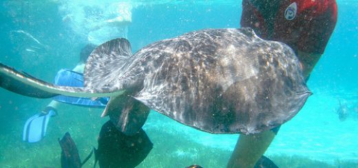 Sting rays are generally unagrgessive but when provoked can 'sting' very painfully