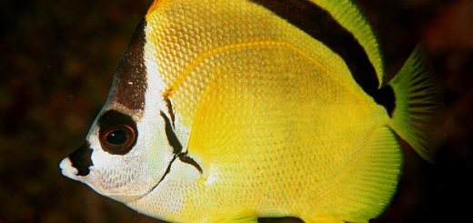 Black Nosed Butterfly Fish in Costa Rica