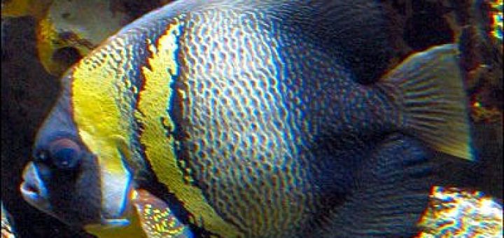 Adult Cortez Angelfish