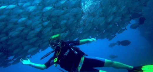 Flamingo Beach Resort