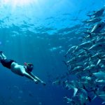 Snorkeling with a school of fish