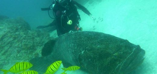 Goliath Sea Bass at Cano Island