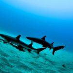 White tip reef sharks at Caño Island