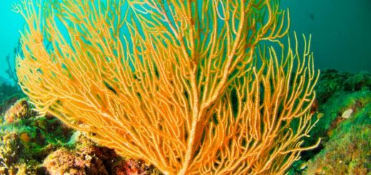 Bright Yellow Coral in the Pacific of Costa Rica
