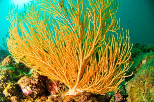 Bright Yellow Coral in the Pacific of Costa Rica