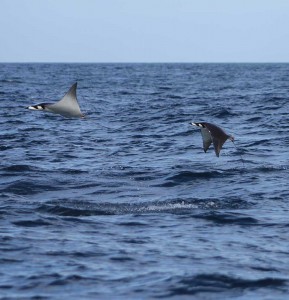 devil-rays-jumping