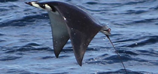 jumping devil ray