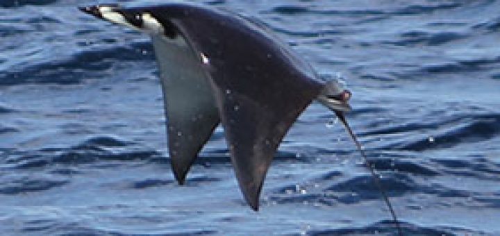 jumping devil ray