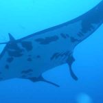 Manta Ray