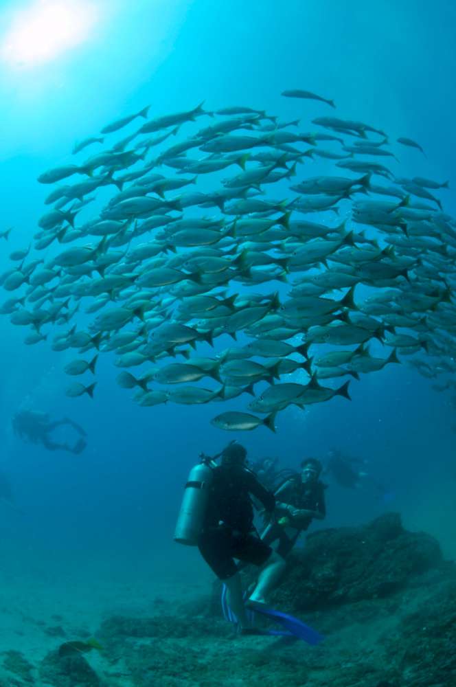 Fish School Ball with Divers