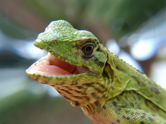 Green Lizard 