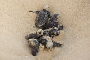 Hawksbill seaturtle babies