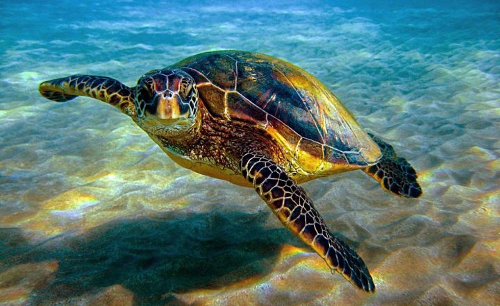 Hawksbill Sea Turtle
