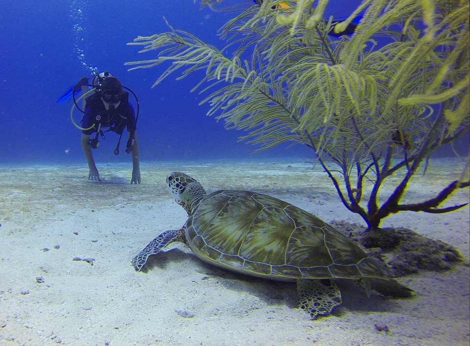 Scuba Diving with a Sea Turtle