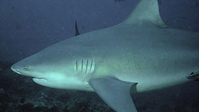 bull-shark