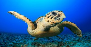 hawksbill turtle