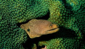 abbotts-moray-eel22-1024x768
