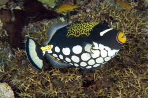 Photo courtesy from Ryan Photographic