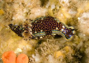 hypselodoris-agassizii-by-ryan-photographic