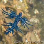 Glaucus Atlanticus - The Blue Dragon Nudibranch