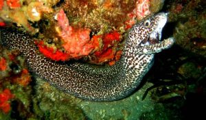 spotted-moray-eel