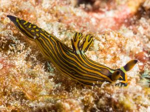 Photo courtesy from nudibranch.org