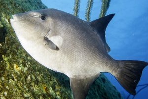 Photo courtesy from Flickr