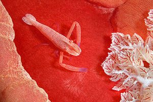 The symbiotic relationship of a Spanish Dancer and an Emperor Shrimp. Photo courtesy from dfiles.