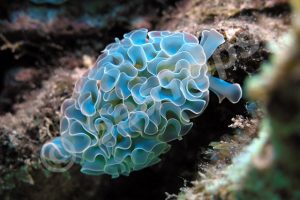 Photo courtesy from imgur.com