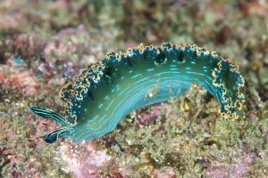 Photo courtesy from baue.org