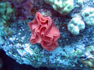 An egg of a Spanish Dancer. Photo courtesy from ferrebeekeeper.