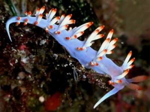 Photo courtesy from The Sea Slug Forum