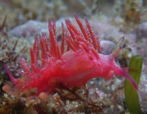 Photo courtesy from The Sea Slug Forum