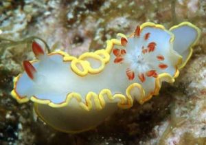 Photo courtesy from The Sea Slug Forum