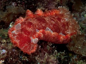 Photo courtesy from leisurepro.com