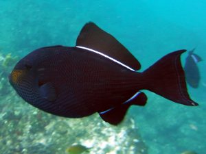 Photo courtesy from Tela Vitae Biodiversity Images