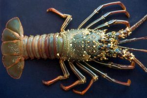 Photo courtesy from Uniprot