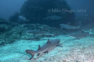 scuba-dive-costa-rica-shuger2_1