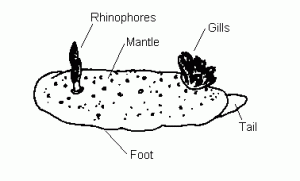 Body Parts of a Nudibranch. Photo courtesy from seaslug.org